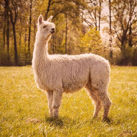 Geetbets De Betze - Country Lifeヴィラ エクステリア 写真