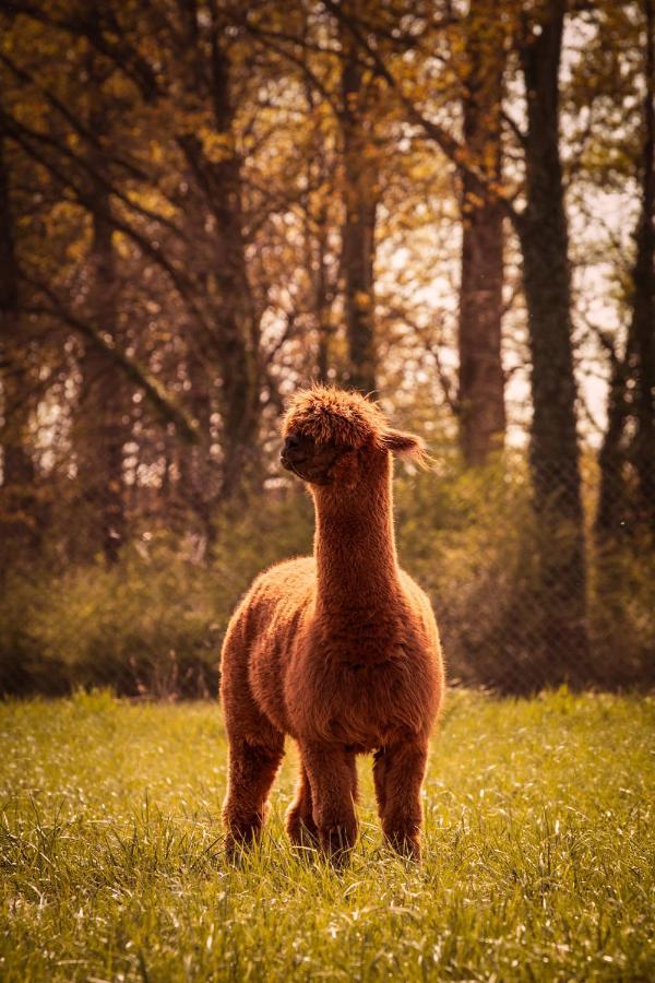 Geetbets De Betze - Country Lifeヴィラ エクステリア 写真