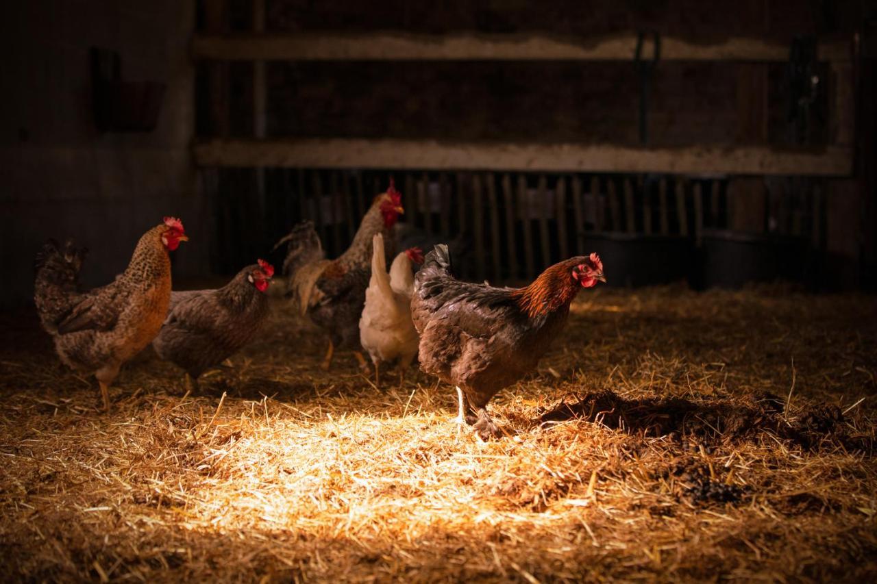 Geetbets De Betze - Country Lifeヴィラ エクステリア 写真