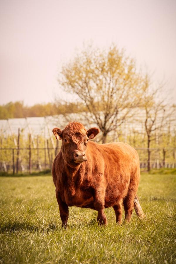 Geetbets De Betze - Country Lifeヴィラ エクステリア 写真