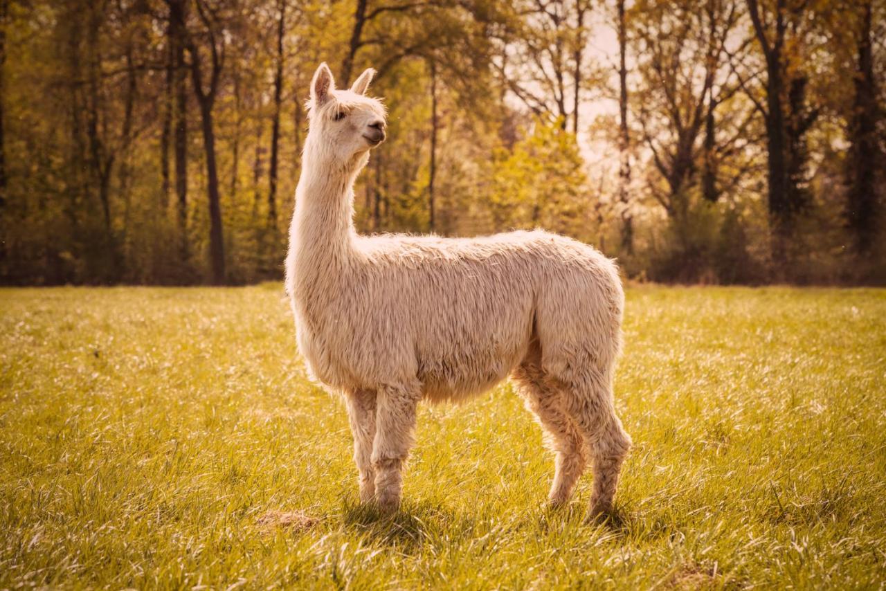 Geetbets De Betze - Country Lifeヴィラ エクステリア 写真